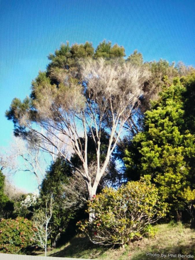 Kanuka Cottage - Tranquil And Relaxing Akaroa Exterior foto